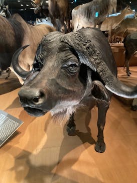 国立科学博物館に投稿された画像（2022/1/5）