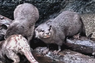 神戸どうぶつ王国に投稿された画像（2022/1/5）