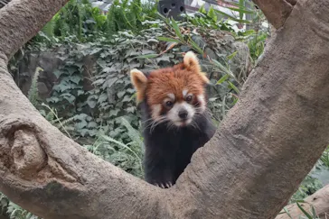 神戸どうぶつ王国に投稿された画像（2022/1/5）