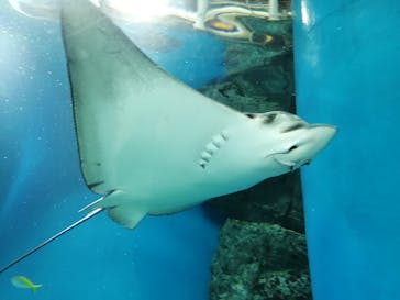 マクセル アクアパーク品川に投稿された画像（2022/1/5）