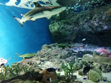 マクセル アクアパーク品川に投稿された画像（2022/1/5）