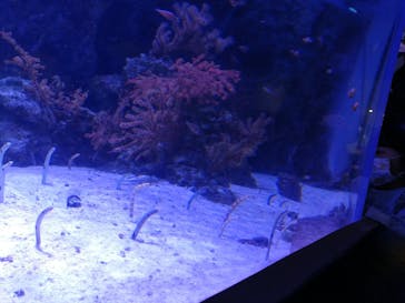 マクセル アクアパーク品川に投稿された画像（2022/1/5）