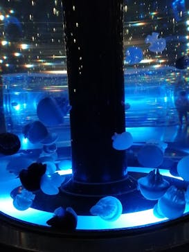 マクセル アクアパーク品川に投稿された画像（2022/1/5）