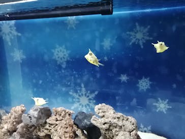 マクセル アクアパーク品川に投稿された画像（2022/1/5）