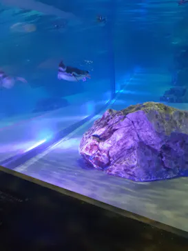 すみだ水族館に投稿された画像（2022/1/5）