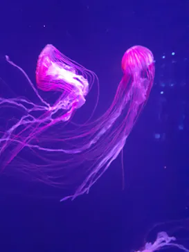 すみだ水族館に投稿された画像（2022/1/5）