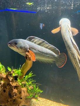 カワスイ 川崎⽔族館に投稿された画像（2022/1/5）