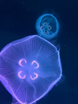 すみだ水族館に投稿された画像（2022/1/5）