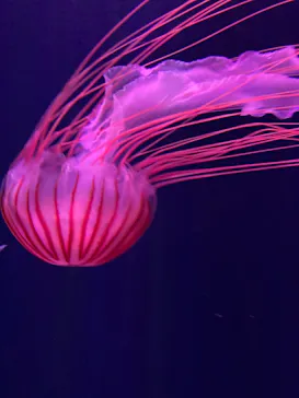 すみだ水族館に投稿された画像（2022/1/5）