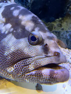 すみだ水族館に投稿された画像（2022/1/5）