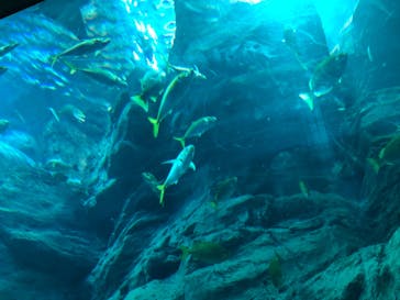 大分マリーンパレス水族館 「うみたまご」に投稿された画像（2022/1/5）