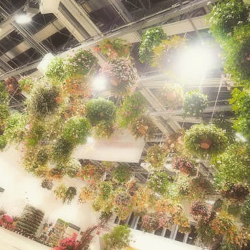 よみうりランド HANA･BIYORIに投稿された画像（2022/1/5）