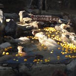 伊豆シャボテン動物公園に投稿された画像（2022/1/5）