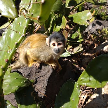 伊豆シャボテン動物公園に投稿された画像（2022/1/5）