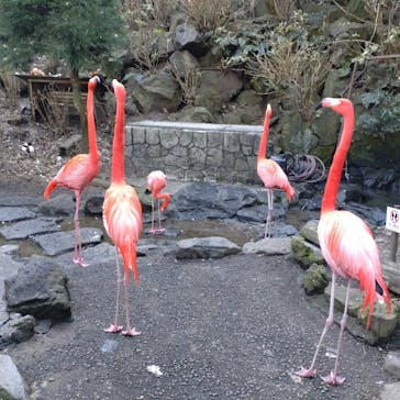 伊豆シャボテン動物公園に投稿された画像（2022/1/5）