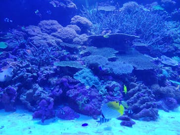 大分マリーンパレス水族館 「うみたまご」に投稿された画像（2022/1/5）