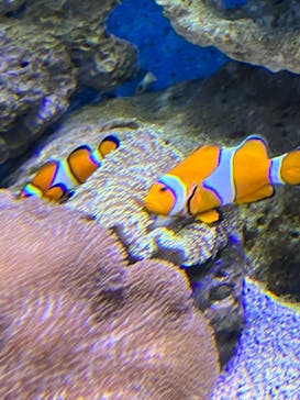 新江ノ島水族館に投稿された画像（2022/1/5）