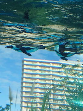 サンシャイン水族館に投稿された画像（2022/1/5）