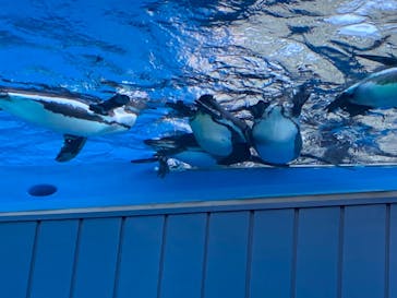 サンシャイン水族館に投稿された画像（2022/1/5）