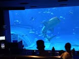 沖縄美ら海水族館に投稿された画像（2022/1/5）