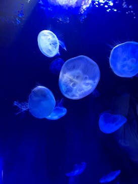 サンシャイン水族館に投稿された画像（2022/1/5）