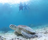 アマミエンシスに投稿された画像（2022/1/5）