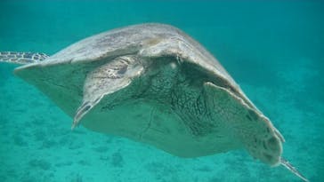 アマミエンシスに投稿された画像（2022/1/5）