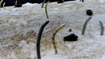 すみだ水族館に投稿された画像（2022/1/5）