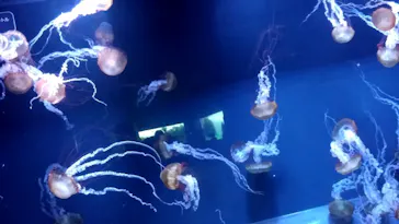 すみだ水族館に投稿された画像（2022/1/5）