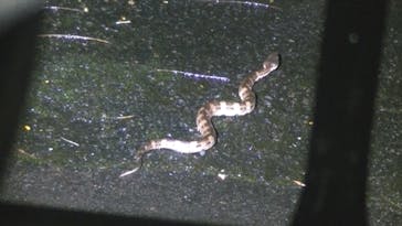 奄美ナイトツアーサービスに投稿された画像（2022/1/5）