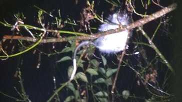 奄美ナイトツアーサービスに投稿された画像（2022/1/5）