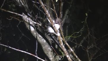 奄美ナイトツアーサービスに投稿された画像（2022/1/5）