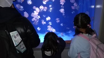 新江ノ島水族館に投稿された画像（2022/1/5）