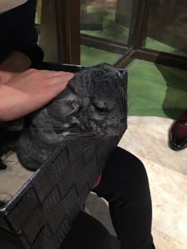 Moff animal world MARK IS みなとみらい店に投稿された画像（2022/1/6）