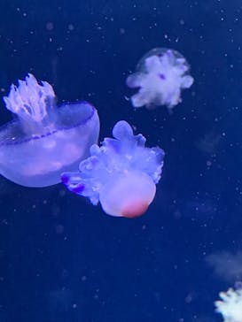 新江ノ島水族館に投稿された画像（2022/1/6）