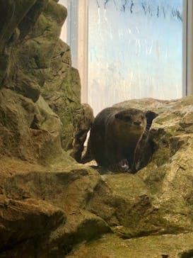 新江ノ島水族館に投稿された画像（2022/1/6）