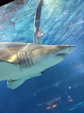 アクアワールド茨城県大洗水族館に投稿された画像（2022/1/6）