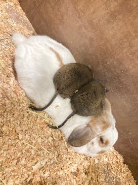 Moff animal world MARK IS みなとみらい店に投稿された画像（2022/1/6）