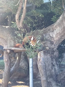 熱川バナナワニ園に投稿された画像（2022/1/6）