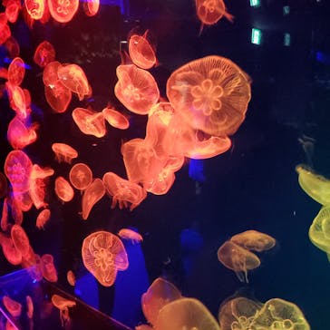 名古屋港水族館に投稿された画像（2022/1/6）