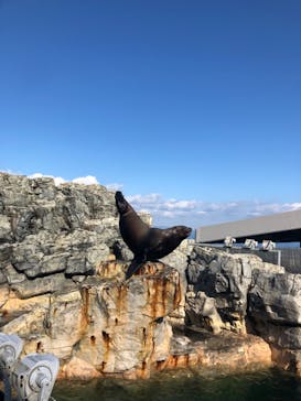 大分マリーンパレス水族館 「うみたまご」に投稿された画像（2022/1/6）