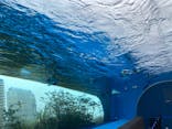 サンシャイン水族館に投稿された画像（2022/1/7）