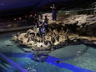 すみだ水族館に投稿された画像（2022/1/7）