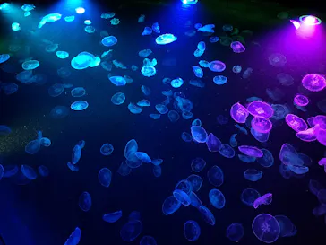 すみだ水族館に投稿された画像（2022/1/7）