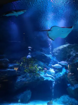 すみだ水族館に投稿された画像（2022/1/7）