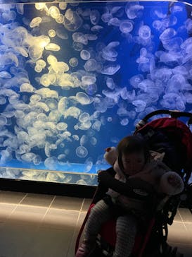 鴨川シーワールドに投稿された画像（2022/1/7）