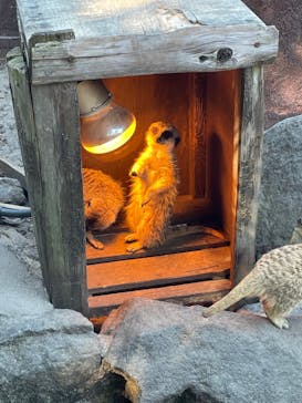 伊豆シャボテン動物公園に投稿された画像（2022/1/7）