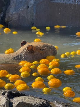伊豆シャボテン動物公園に投稿された画像（2022/1/7）