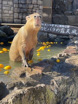 伊豆シャボテン動物公園に投稿された画像（2022/1/7）