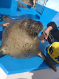 ゼロ距離水族館 伊勢シーパラダイスに投稿された画像（2022/1/7）